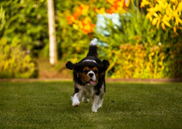 What are the essential nutrients for a pregnant Cavalier King Charles Spaniel?