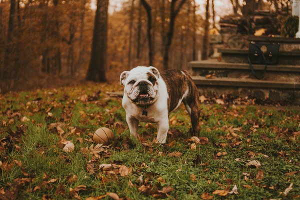 How do you help an American Bulldog overcome fear-based aggression?