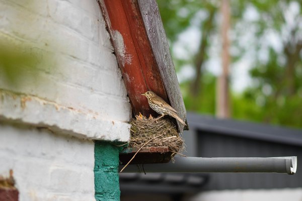 What's the best practice for dog owners to avoid disturbing ground-nesting birds in the UK?