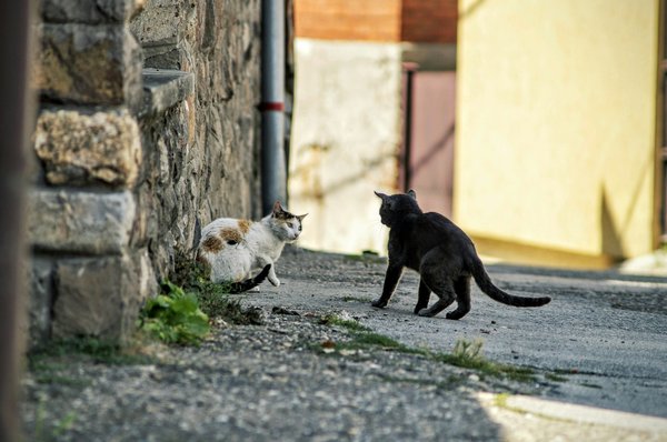 Are GPS collars effective in tracking wandering cats in urban areas?